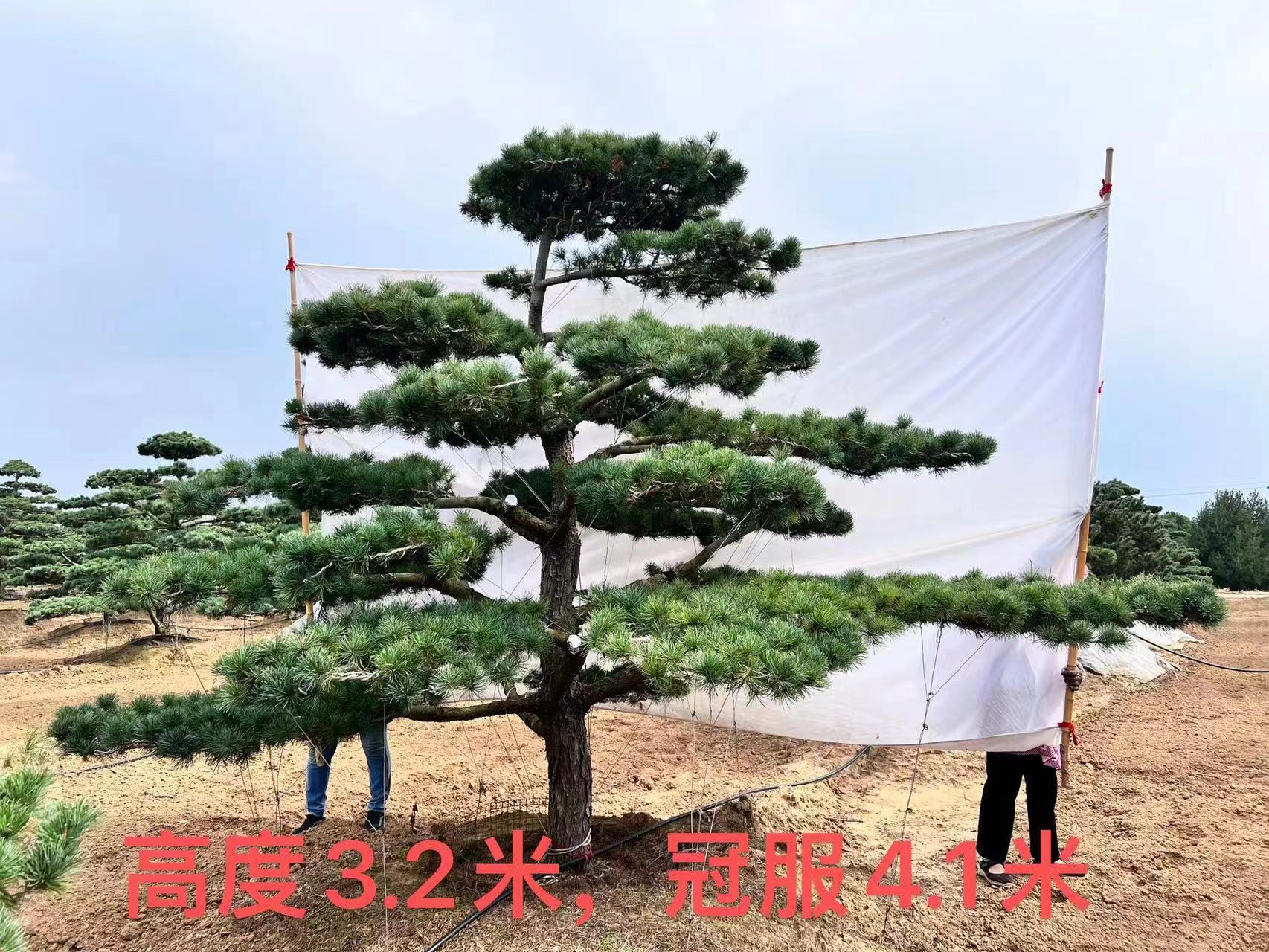 造型五針松圖片/造型五針松樣板圖 (3)