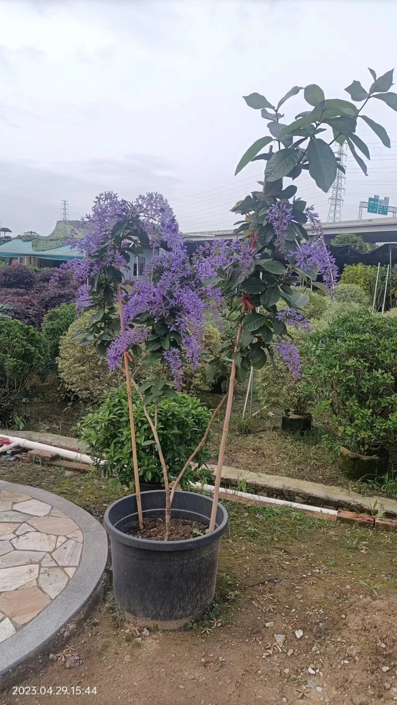 大叶蓝花藤苗 许愿藤 四季开花爬藤植物图片