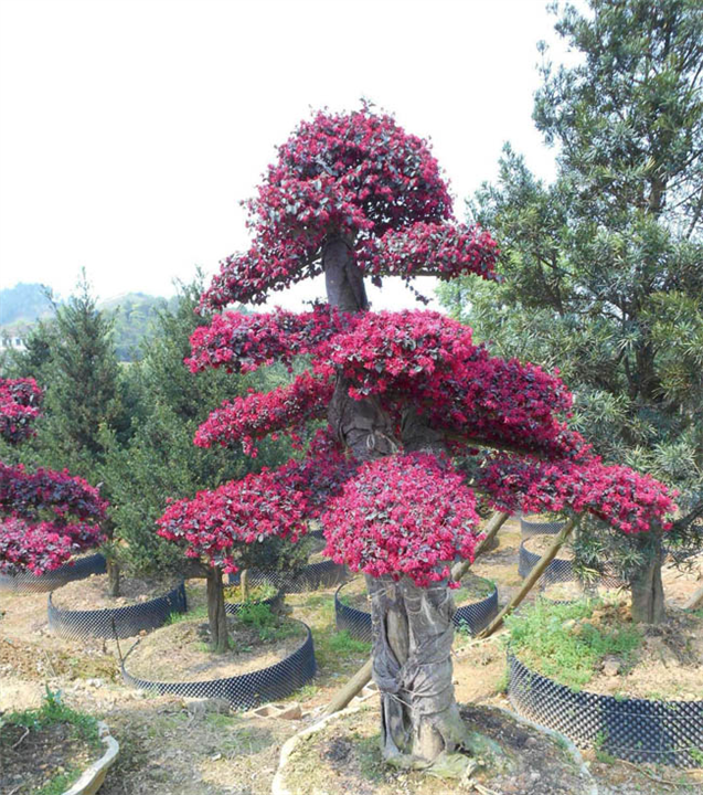 广西红继木-红继木培育种植基地-红继木批发价格-多少钱-哪里好图片