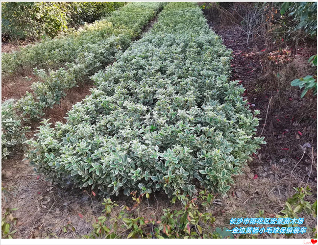 黃楊杯苗-給價就賣的金邊黃楊杯苗-湖南金邊黃楊小毛球來宏景