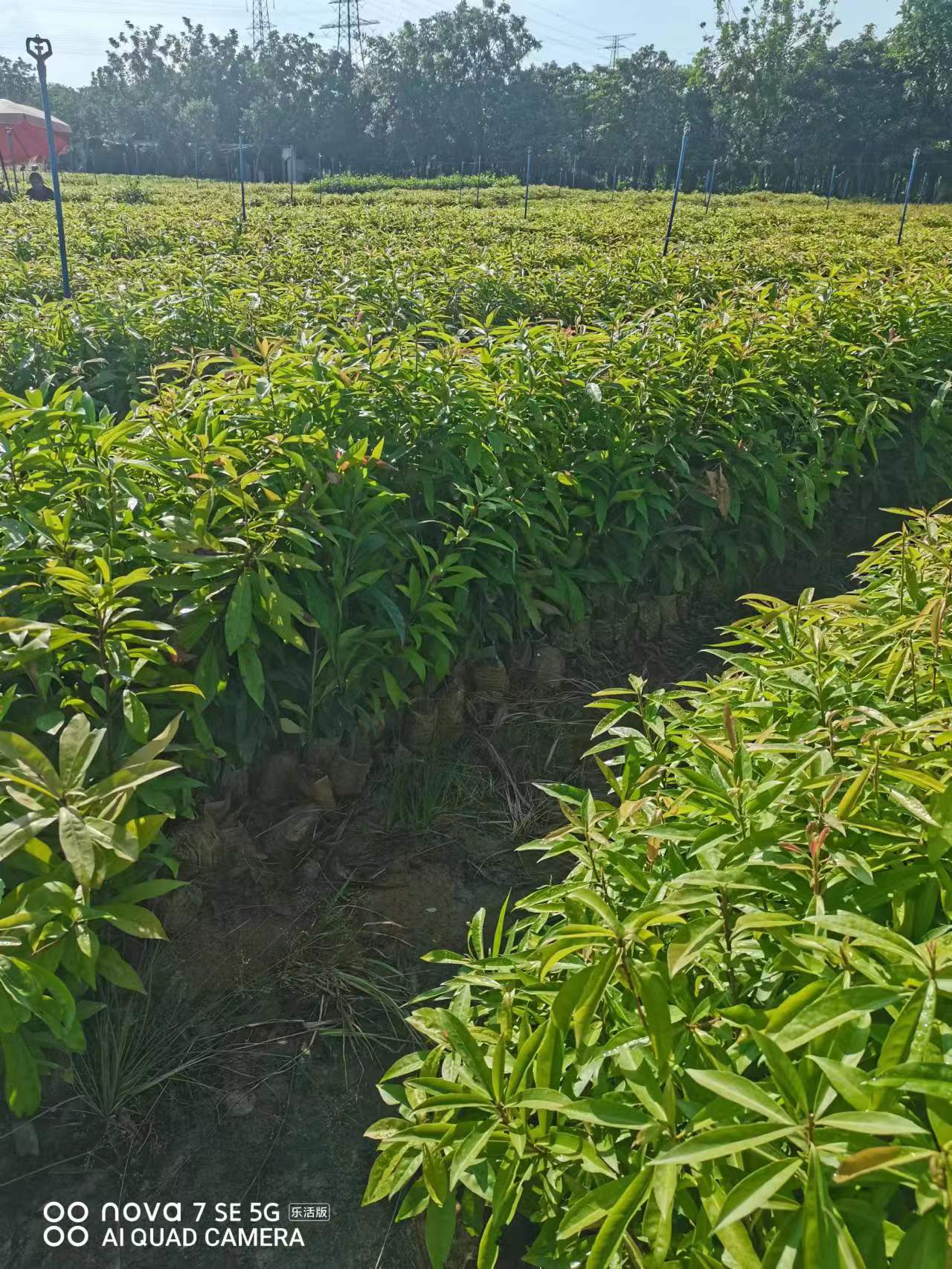 木荷苗-广州木荷苗批发基地-木荷苗园林哪里有-价格-大量现货图片