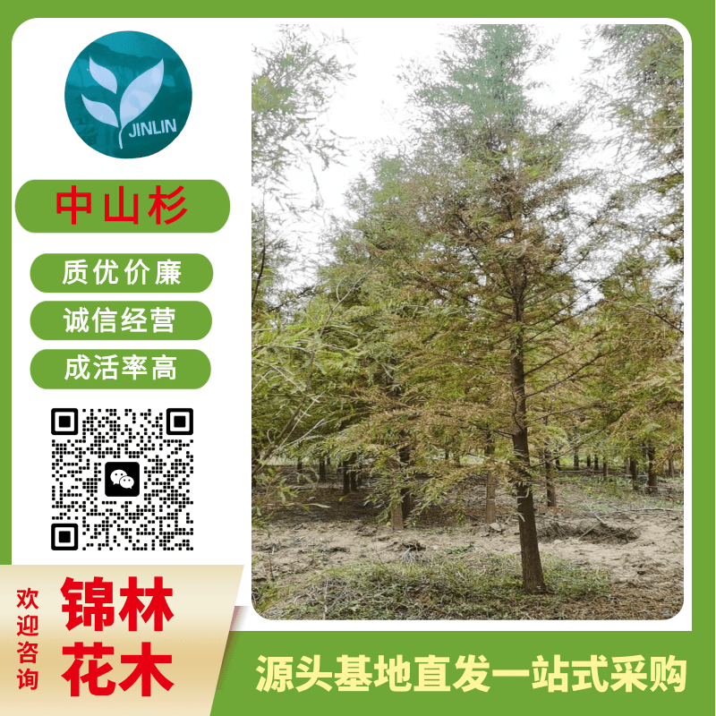 2-4公分中山杉樹苗圖片/2-4公分中山杉樹苗樣板圖 (3)