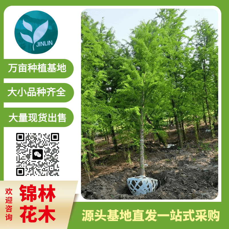 大葉女貞圖片/大葉女貞樣板圖 (3)