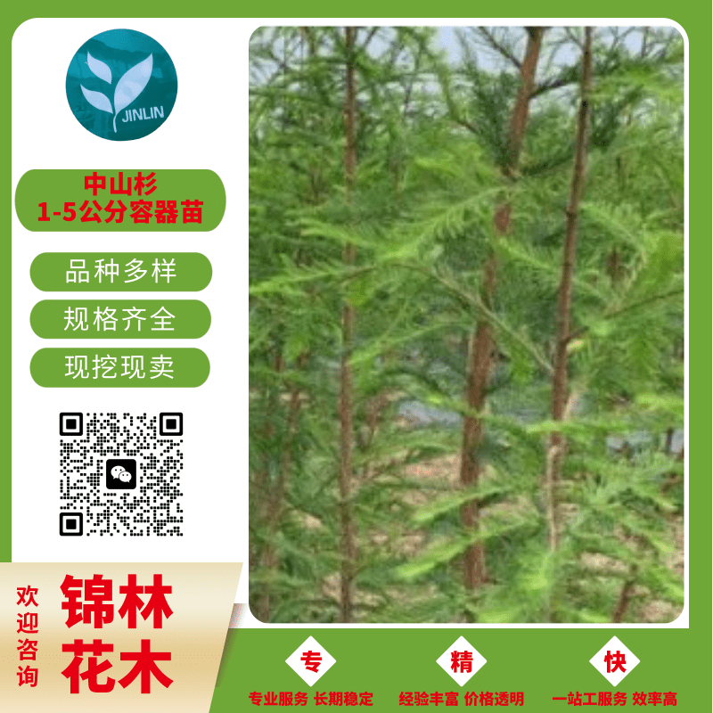 2-4公分中山杉樹苗圖片/2-4公分中山杉樹苗樣板圖 (4)