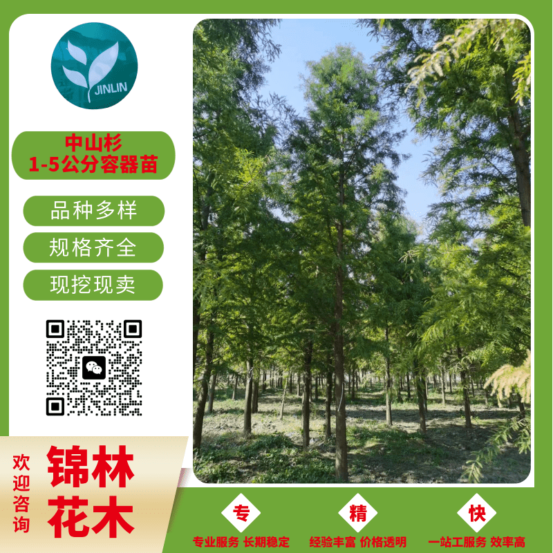 水杉圖片/水杉樣板圖 (1)