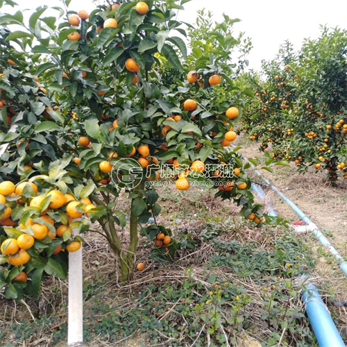 南寧廣順公司2015年安裝的灌溉管 現(xiàn)在使用得怎么樣了圖片