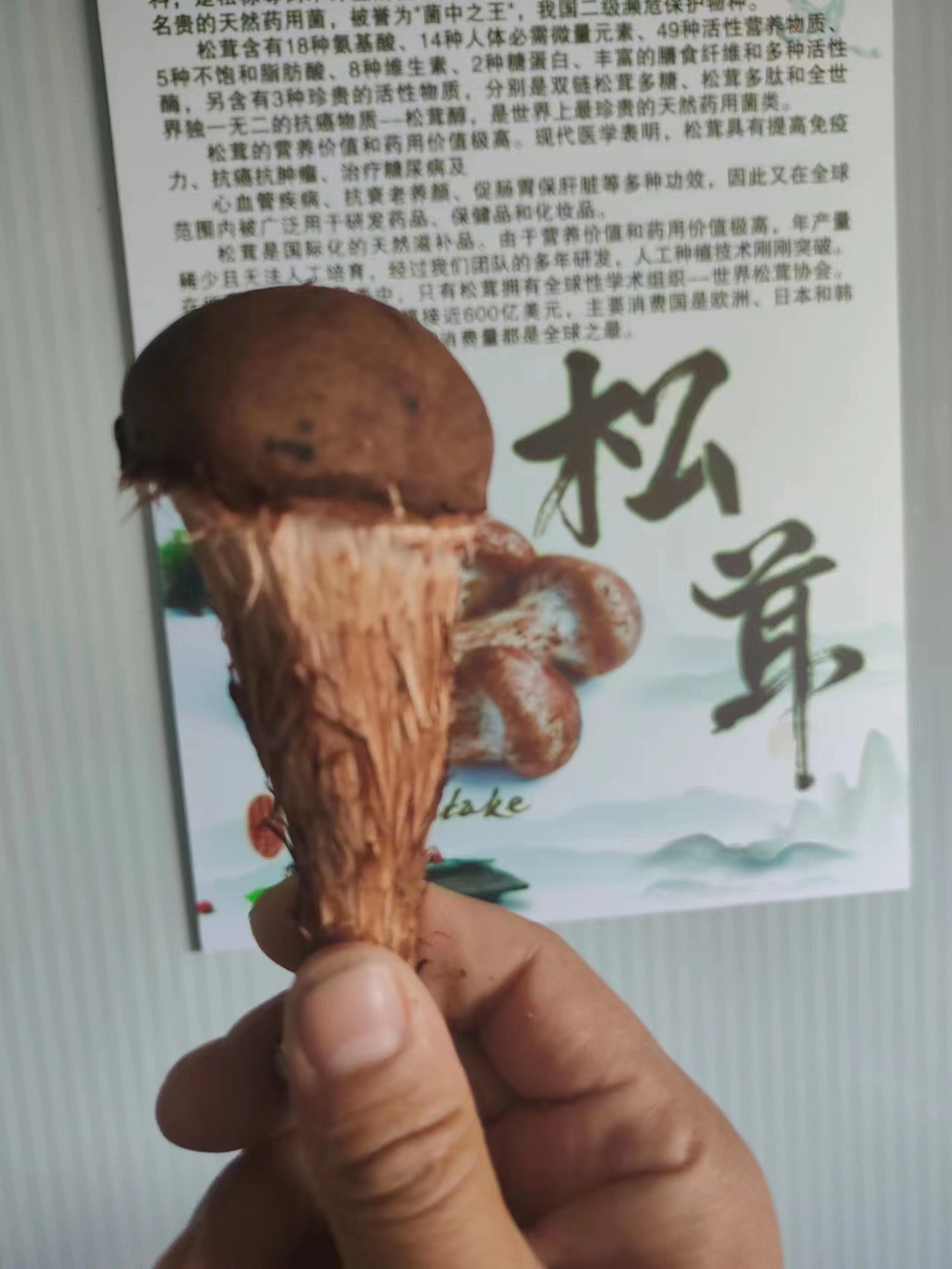 食用菌圖片/食用菌樣板圖 (4)