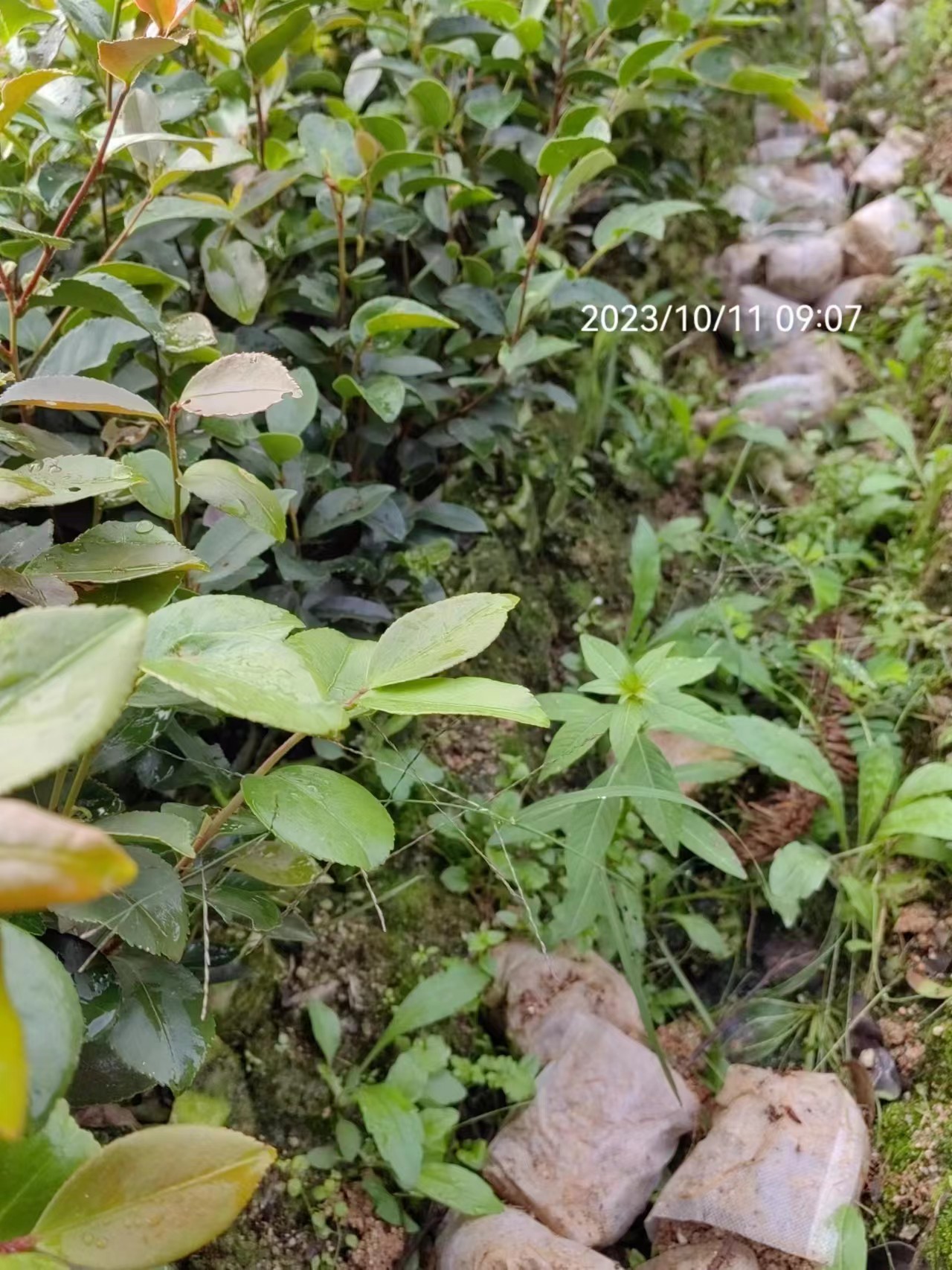 湖北實(shí)生油茶苗圖片/湖北實(shí)生油茶苗樣板圖 (3)