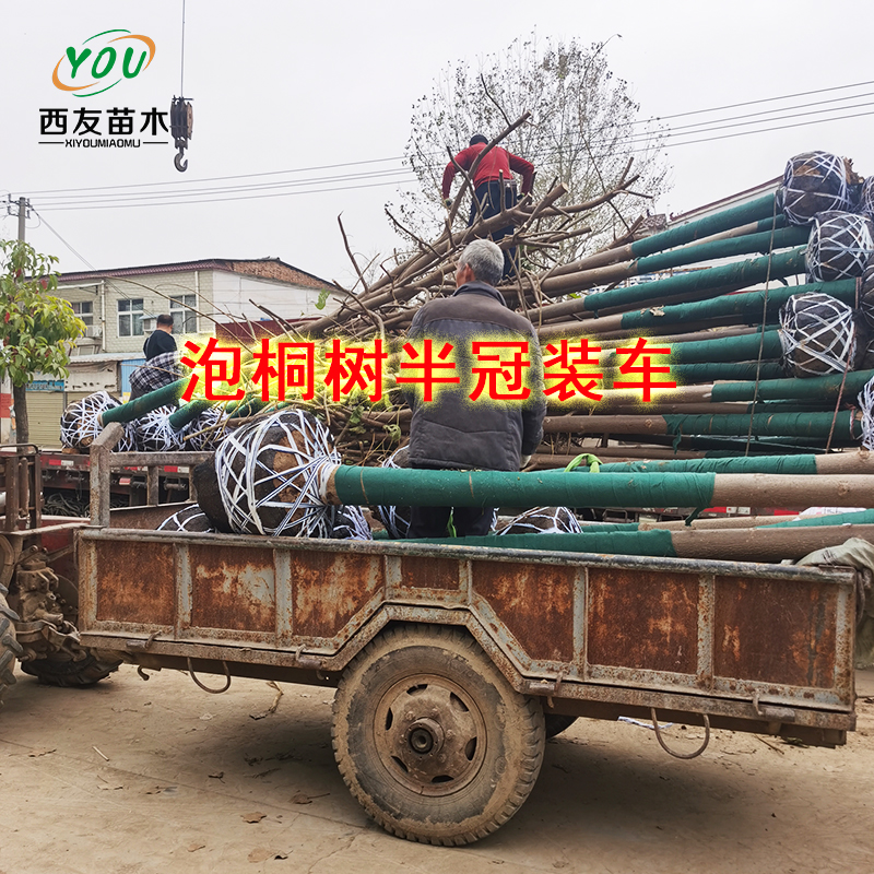 泡桐樹(shù)圖片/泡桐樹(shù)樣板圖 (2)
