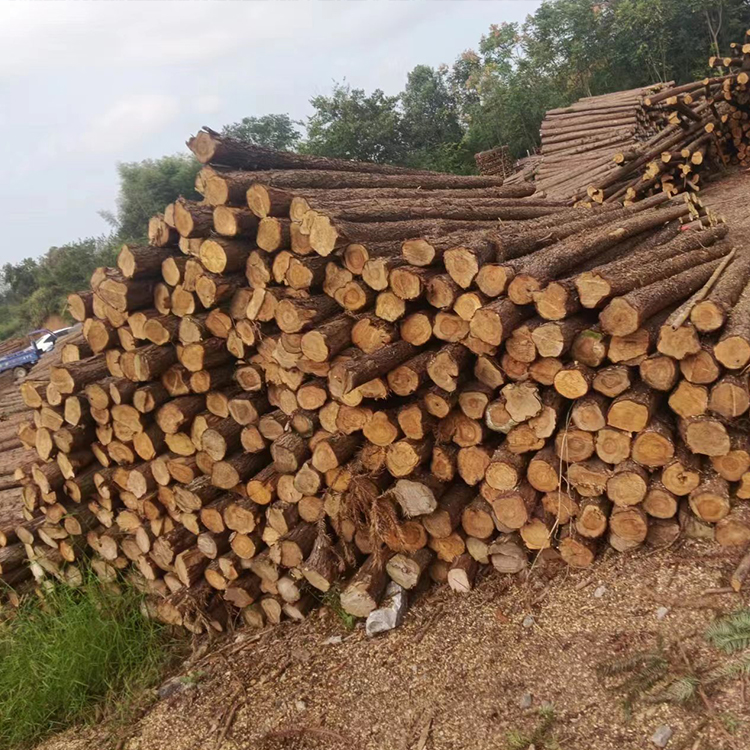 杉木樁圖片/杉木樁樣板圖 (3)