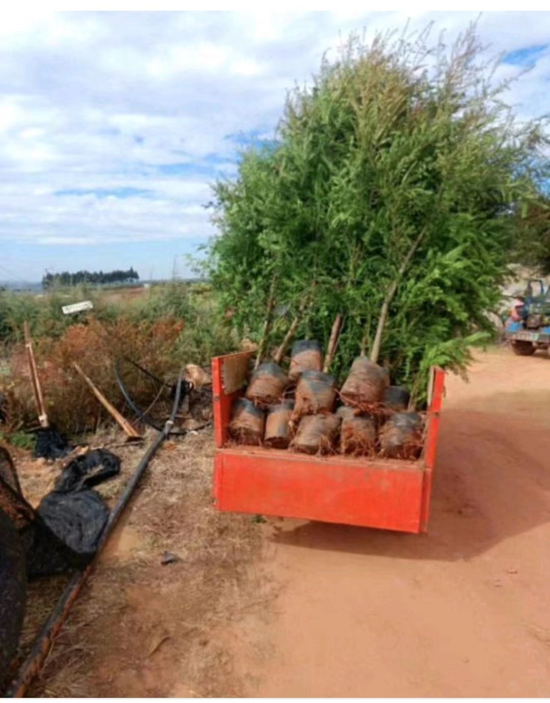 红豆杉苗 红豆杉树 红豆杉树苗 红豆杉绿化苗图片