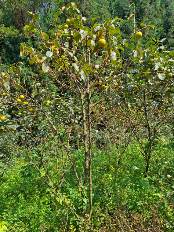 柿子樹批發(fā)圖片/柿子樹批發(fā)樣板圖 (2)