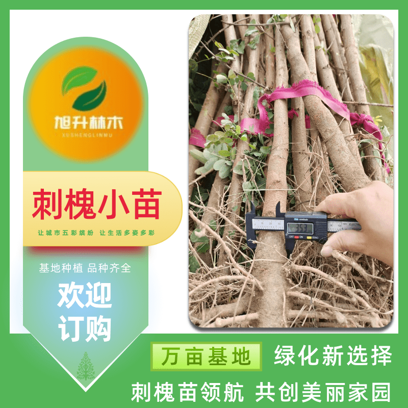 刺槐小苗圖片/刺槐小苗樣板圖 (2)