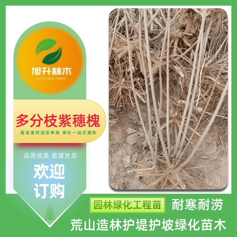 多分枝紫穗槐基地-成活率高-綠化一站式服務(wù)-旭升林木