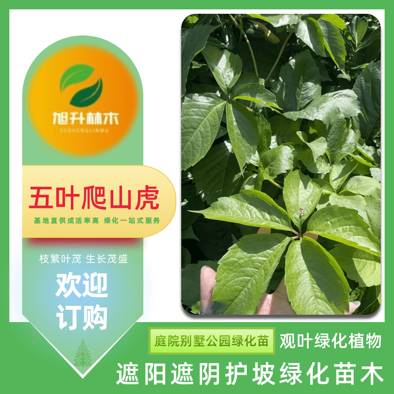 河南五葉爬山虎苗基地、批發(fā)價、哪里有五葉地錦爬山虎基地【民權(quán)旭升林木種植有限公司】