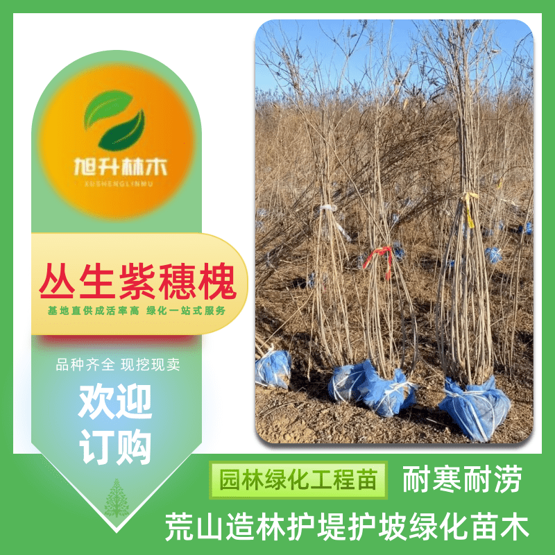 叢生紫穗槐苗價(jià)格、報(bào)價(jià) 園林綠化工程草種 護(hù)堤護(hù)坡