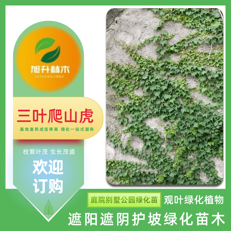 爬山虎樹(shù)苗圖片/爬山虎樹(shù)苗樣板圖 (4)
