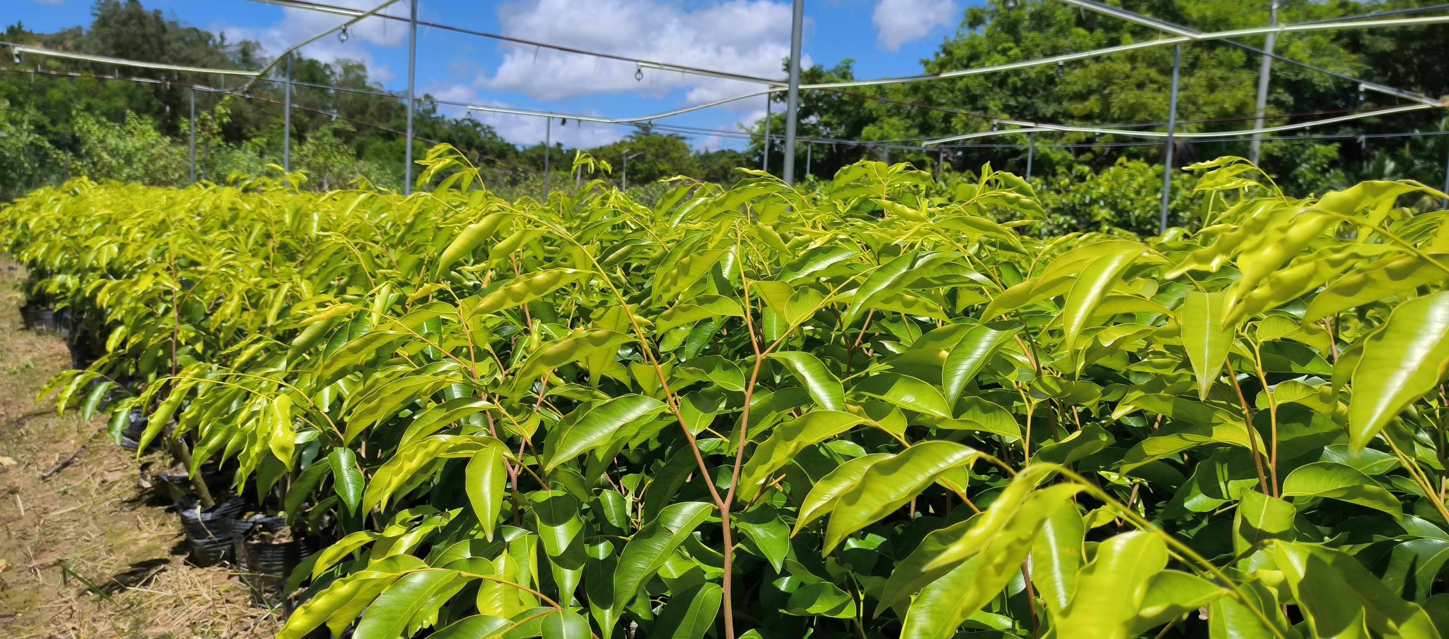 茂名棋楠沉香紫琪品种批发价格 棋楠沉香紫琪品种种植基地图片