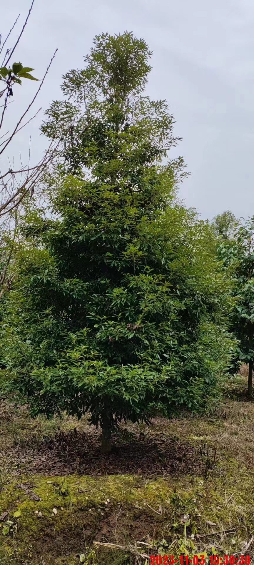 金絲楠木圖片/金絲楠木樣板圖 (3)