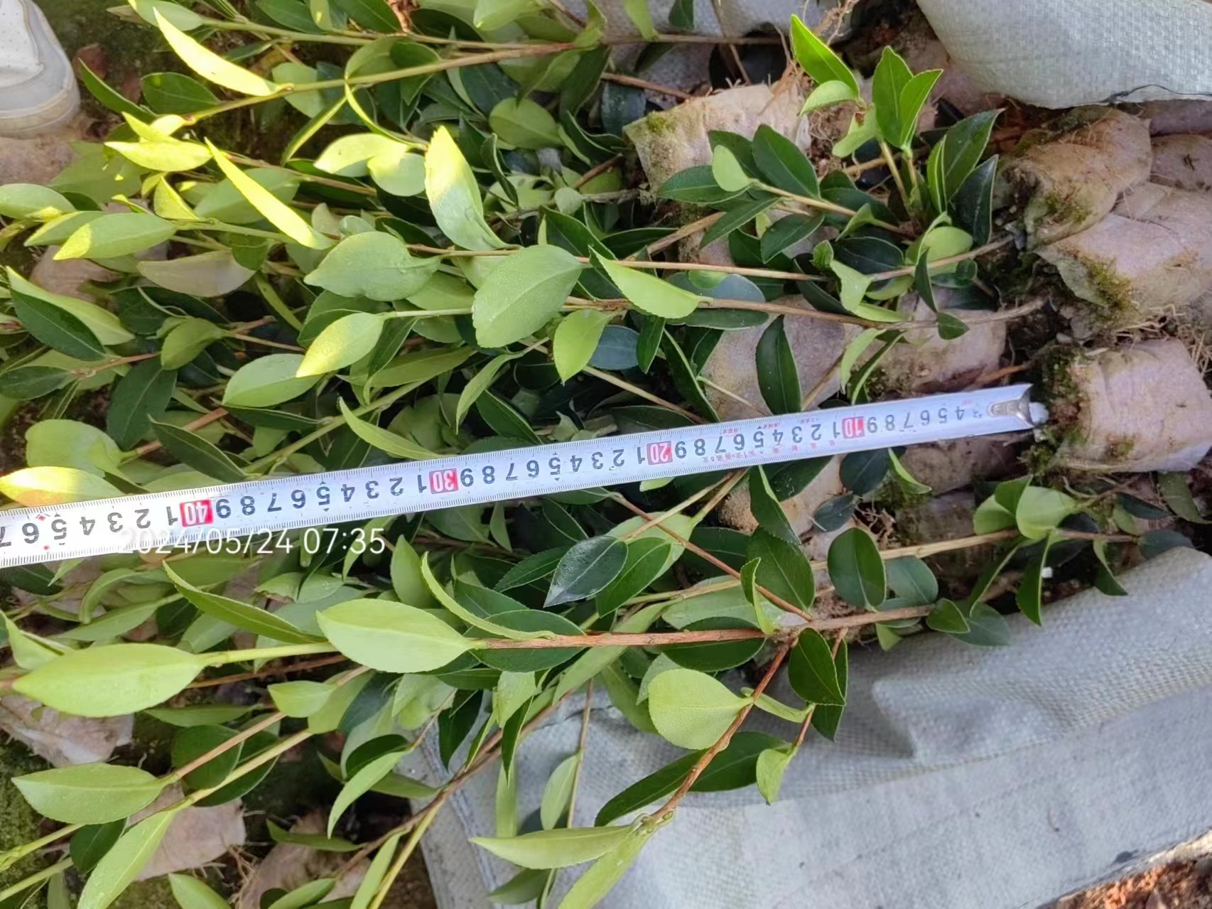 一年小杯嫁接油茶苗圖片/一年小杯嫁接油茶苗樣板圖 (3)