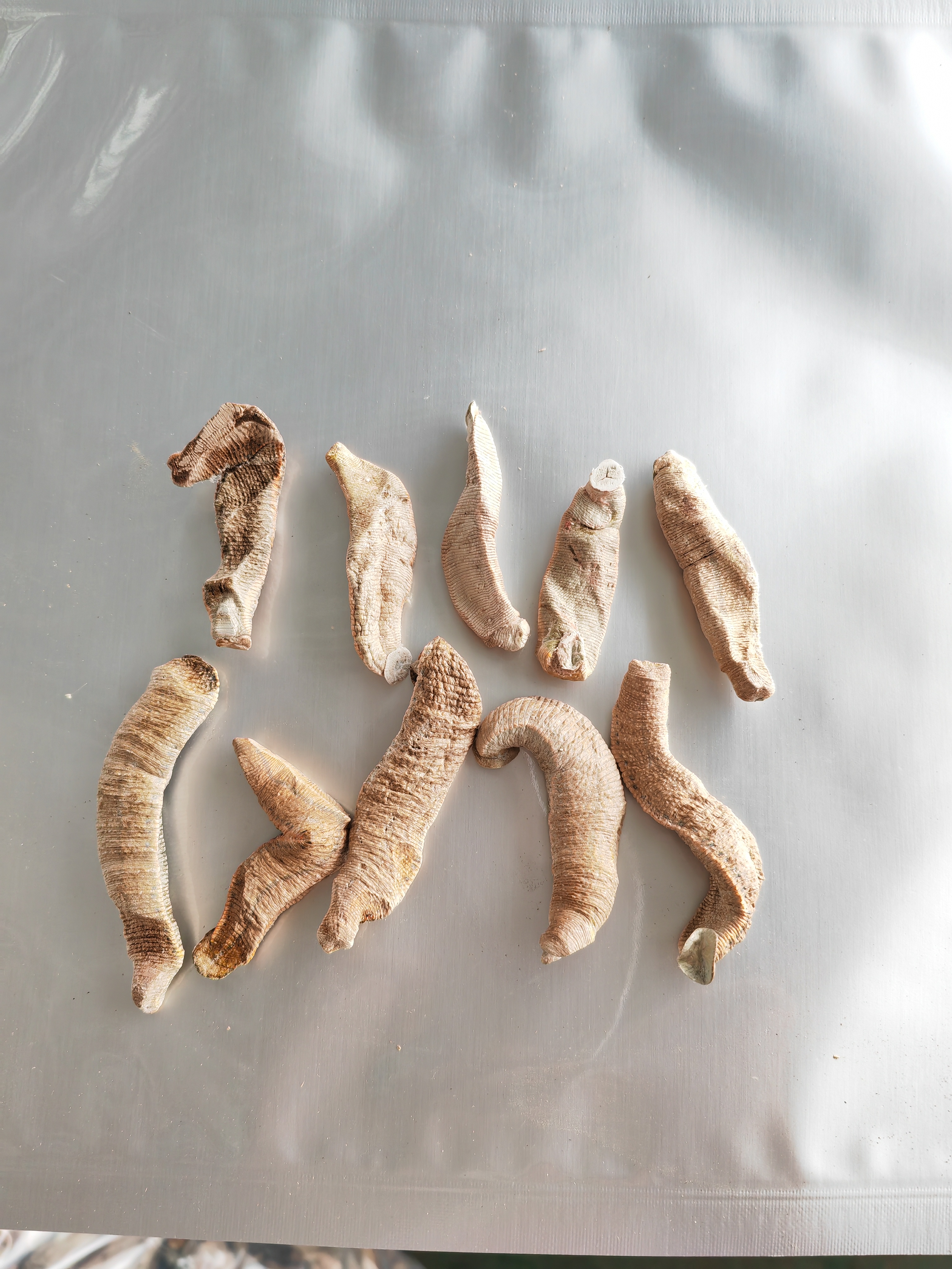 菲牛蛭凍干粉圖片/菲牛蛭凍干粉樣板圖 (3)