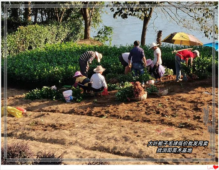 大叶栀子小毛球-浏阳小叶栀子杯苗便宜走量找陈总 大叶栀子小毛球基地图片