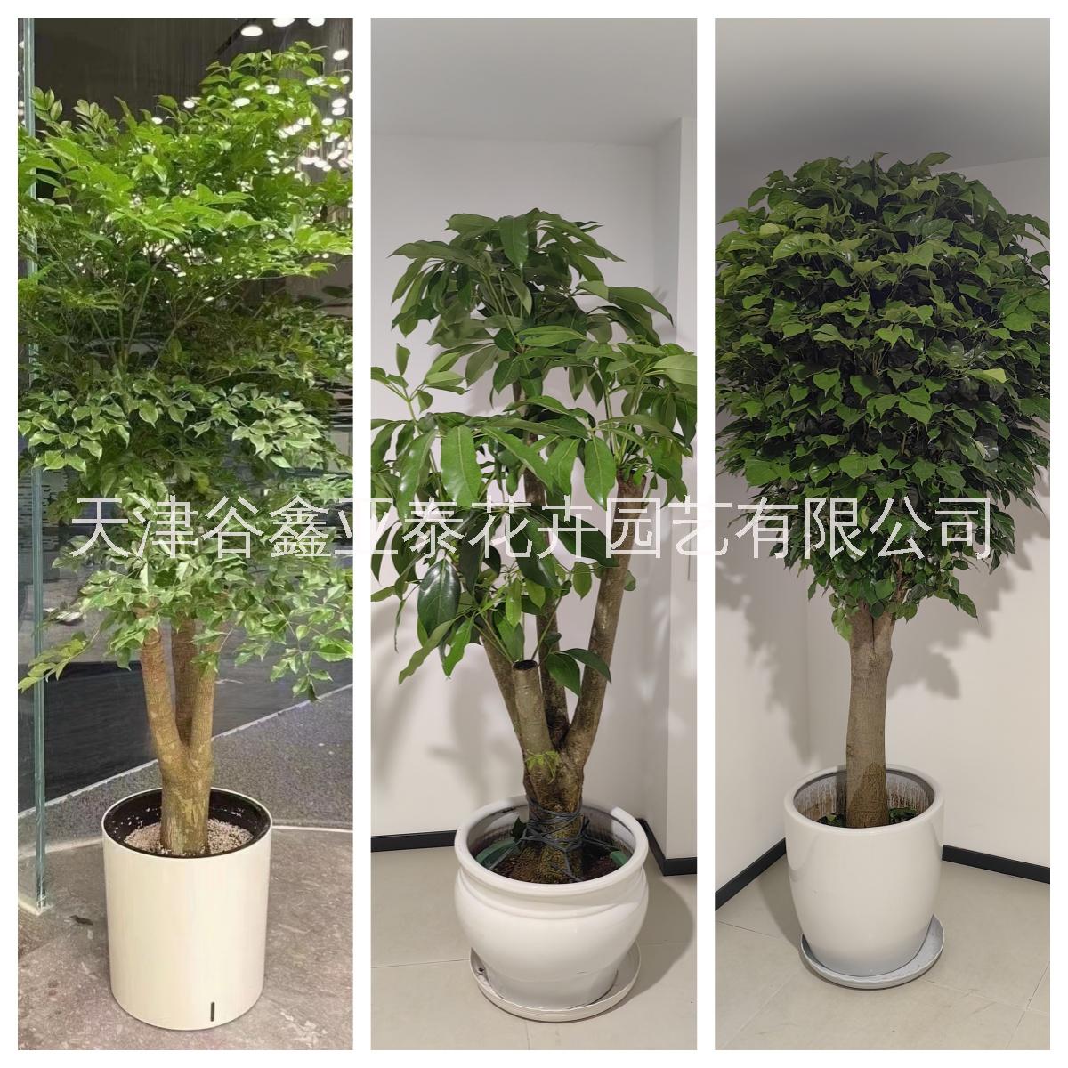 天津市绿植租赁公司厂家