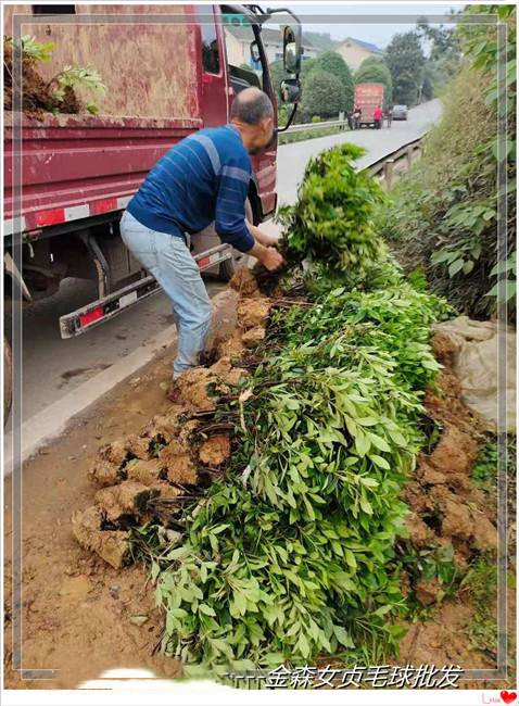 湖南金森女貞杯苗,瀏陽金冠女貞毛球生意風(fēng)生水起 金冠女貞