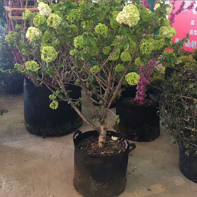 河北無紡布種植袋定制 毛氈種植袋厚無紡布美植袋種植袋 圓筒手提花園育苗植物袋圖片