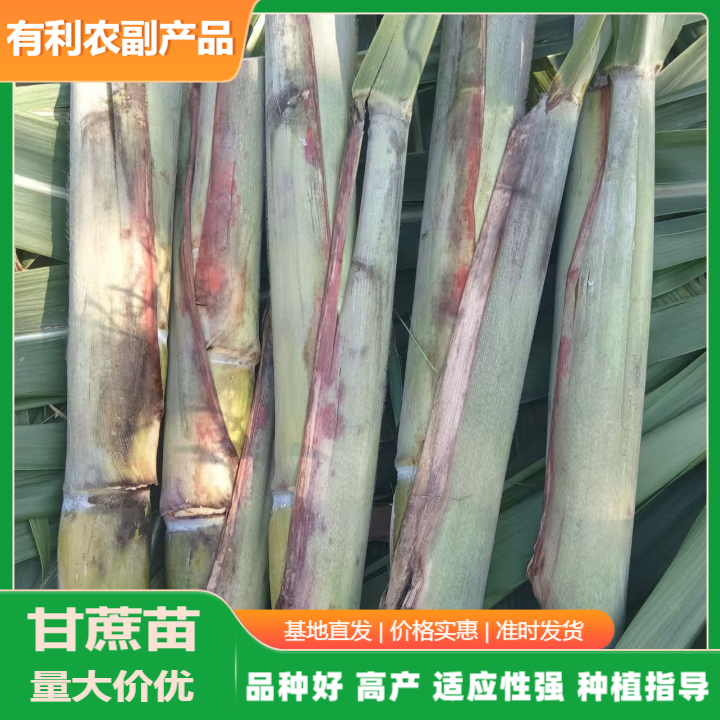 廣西青皮甘蔗苗基地直批價(jià).青皮甘蔗種苗批發(fā)價(jià)格多少錢@有利農(nóng)副產(chǎn)品