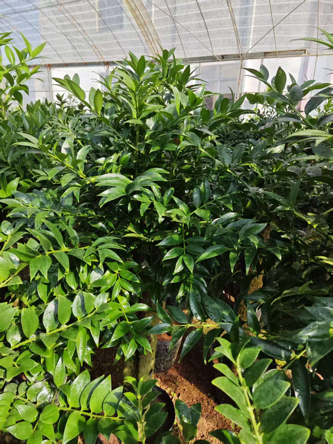 福建龍巖 竹柏樁苗 圓葉竹柏樁批發(fā)價(jià)格 竹柏樹苗木種植基地