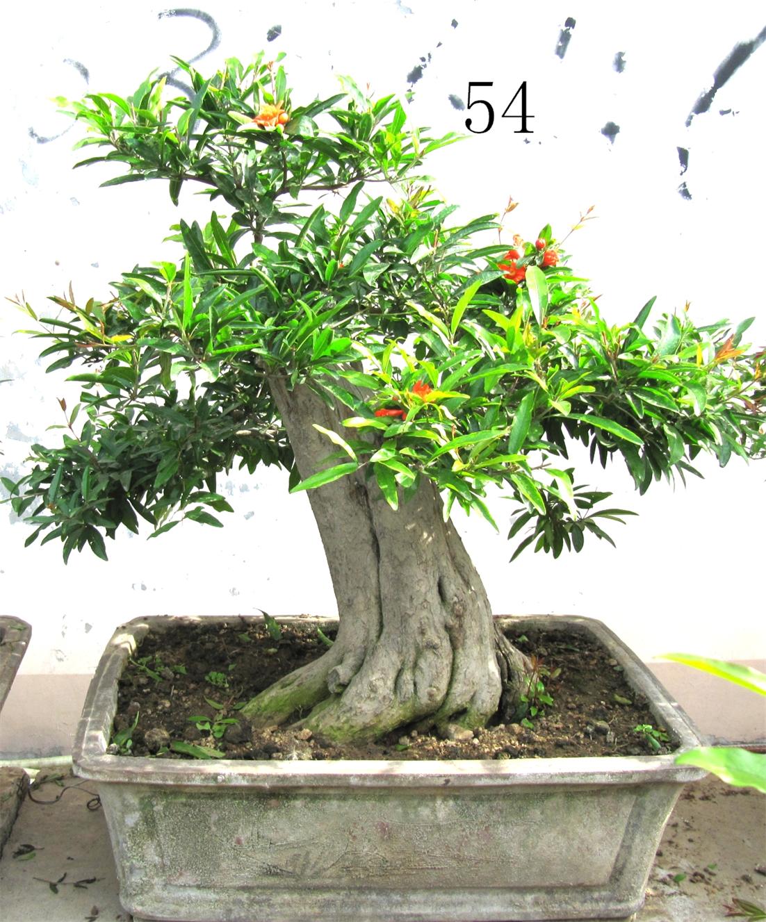 石榴盆景，石榴苗木