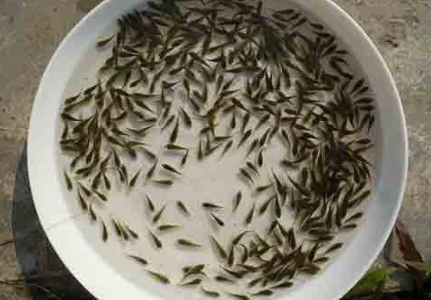 供應(yīng)廣東惠州桂花魚，惠州桂花魚廠家，惠州桂花魚批發(fā)市場