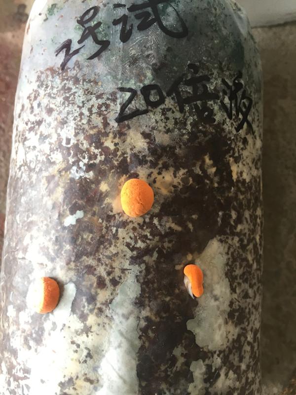 供應(yīng)食用菌鏈孢霉殺菌劑菇博士，湖北鏈孢霉殺菌劑生產(chǎn)商