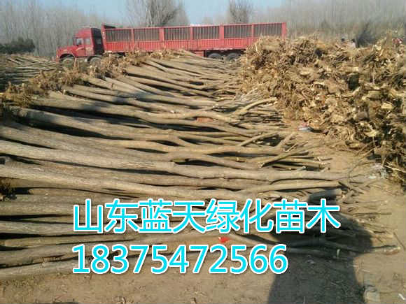 5公分合歡廠家直銷