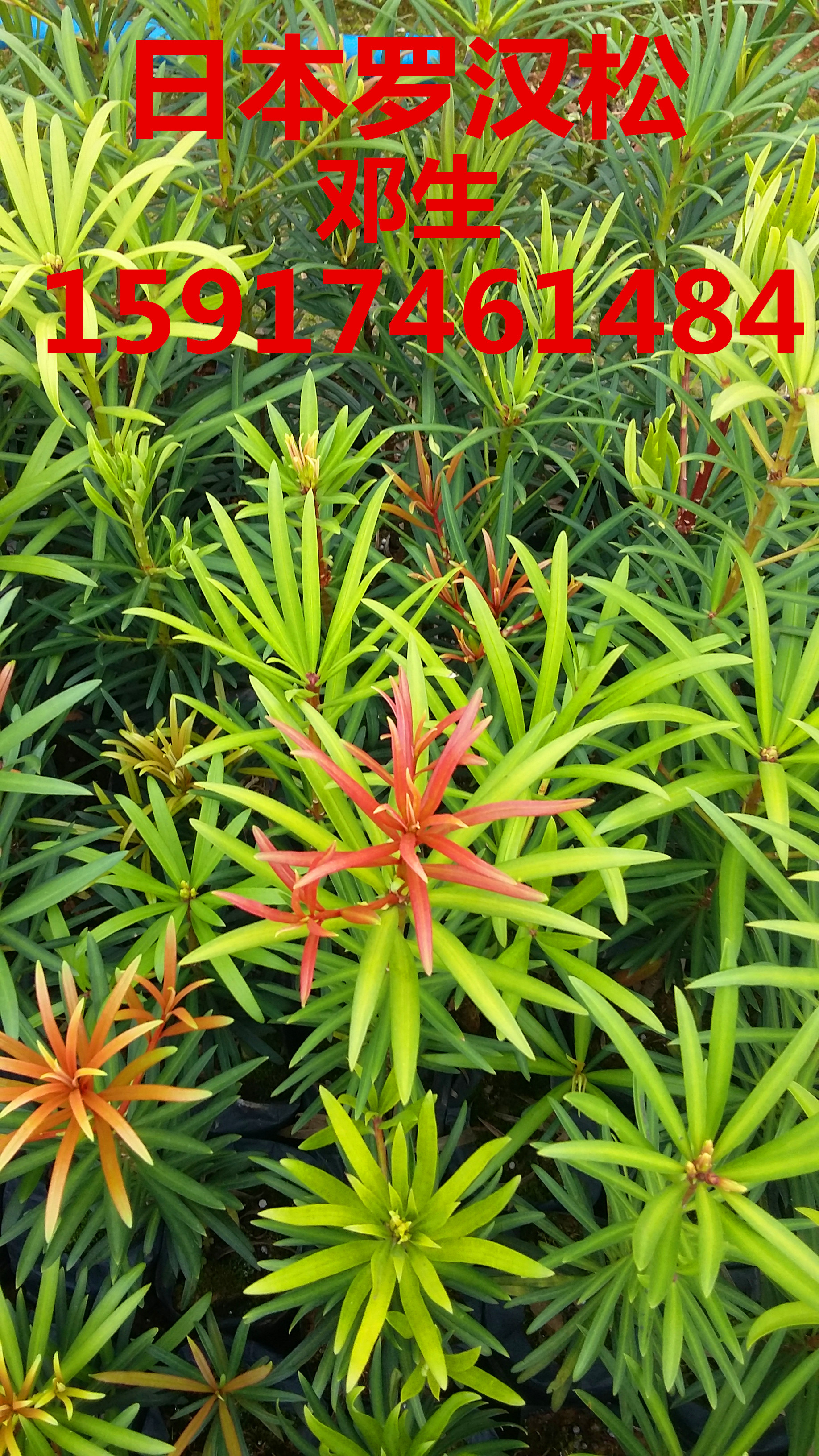 供應(yīng)用于綠化造林的廣東辣木種苗批發(fā)商便宜報(bào)價(jià)，南方30公分高辣木樹(shù)苗供貨商，廣州40公分高辣木種苗價(jià)格，辣木批發(fā)