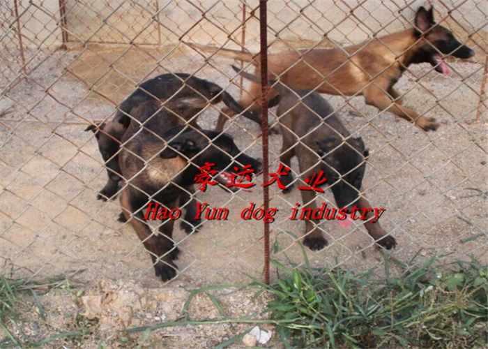 供應(yīng)哪里有賣馬犬的？盤錦市馬犬幼犬