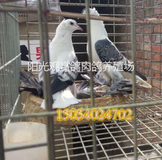 供應(yīng)用于觀賞鴿的郵鴿金魚(yú)鴿觀賞鴿出售