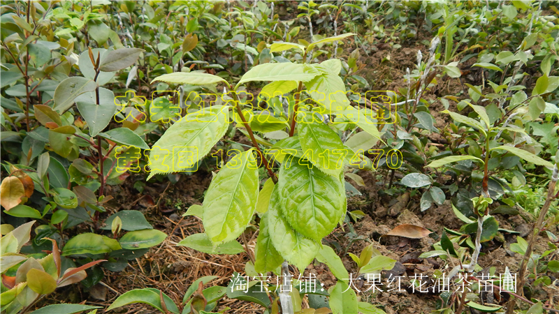 供應藤縣巨果紅花油茶嫁接苗，藤縣巨果紅花油茶嫁接苗苗圃，藤縣巨果紅花油茶嫁接苗批發(fā)價格