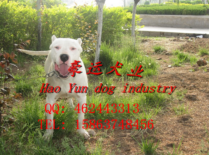 供應(yīng)杜高犬，北鎮(zhèn)市杜高犬價格？