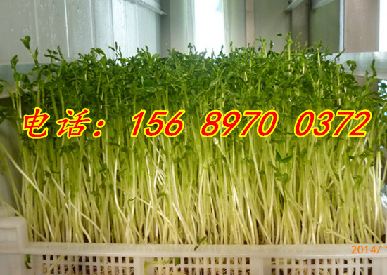 供應(yīng)全自動(dòng)芽苗菜機(jī)，大型全自動(dòng)芽苗菜機(jī)器，全自動(dòng)芽苗菜機(jī)微電腦操作，自動(dòng)化程度高。無(wú)需專人看管