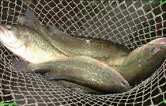 供應(yīng)鯧魚苗，廣州2016鰻魚苗價格，鰻魚苗廠家