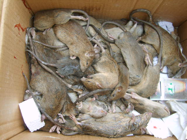 供應(yīng)用于滅殺老鼠蟑螂的深圳南山殺蟲(chóng)公司專(zhuān)業(yè)消殺老鼠蟑螂一次消殺*復(fù)發(fā)