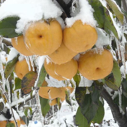 供應(yīng)用于苗木的銷(xiāo)售*的果樹(shù)小苗/晚秋黃梨苗