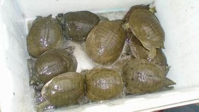 供應(yīng)廣東水魚苗