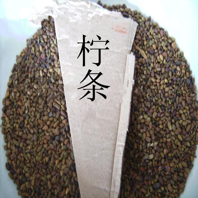 出售供應(yīng)治沙樹苗檸條 樹苗基地直銷 實(shí)地拍攝圖片
