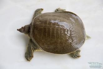供應(yīng)廣東羅定水魚