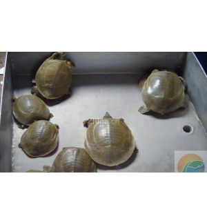 供應(yīng)廣東連平水魚苗