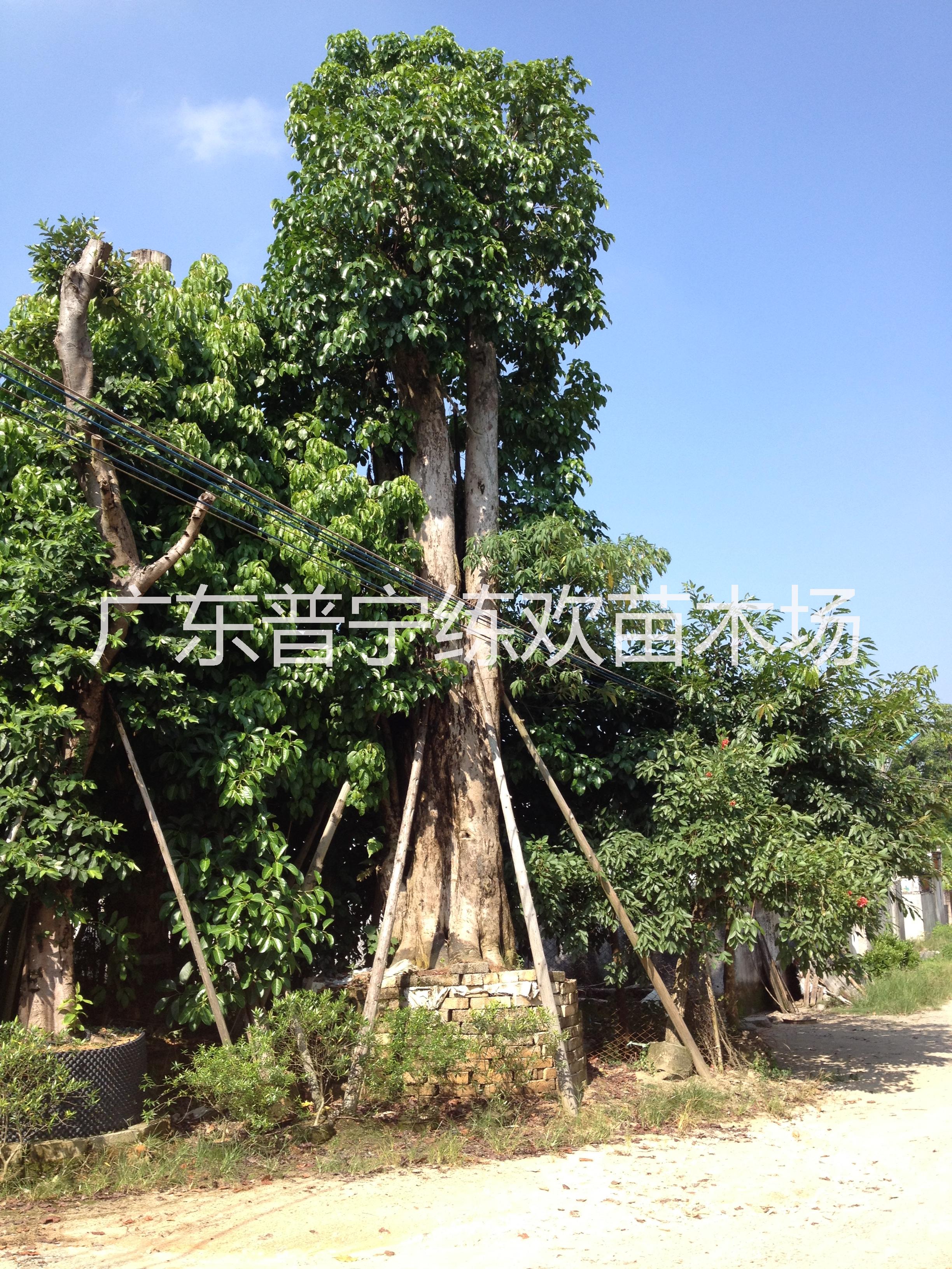 供應廣西河池重陽木，廣西重陽木價格，河池重陽木供應商，哪里有秋楓樹
