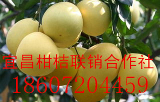 供應(yīng)湖北泉水紅肉蜜柚，湖北泉水紅肉蜜柚價(jià)格，湖北泉水紅肉蜜柚直銷